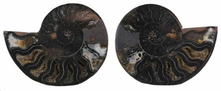 Split Black/Orange Ammonite Pair - Unusual Coloration #55562